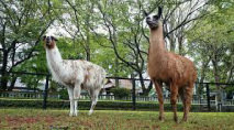 夢見ケ崎動物公園